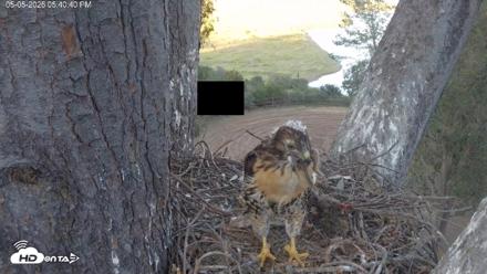 Red-Tailed Hawk Live Webcam - May 5, 2026, 6:41pm PDT
