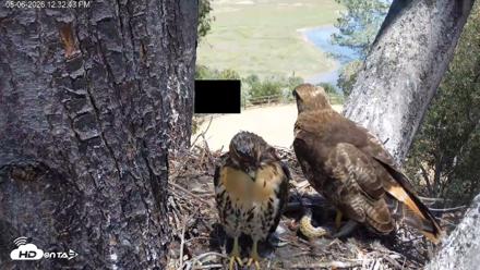 Red-Tailed Hawk Live Webcam - May 6, 2026, 1:33pm PDT