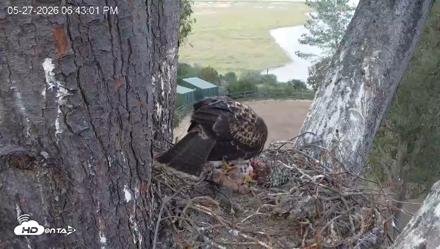 Red-Tailed Hawk Live Webcam - May 27, 2026, 7:46pm PDT