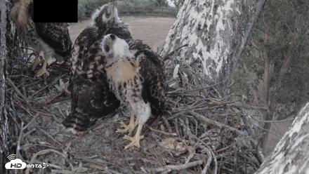 Red-Tailed Hawk Live Webcam - Apr 28, 2026, 7:42pm PDT
