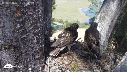 Red-Tailed Hawk Live Webcam - May 9, 2026, 2:23pm PDT