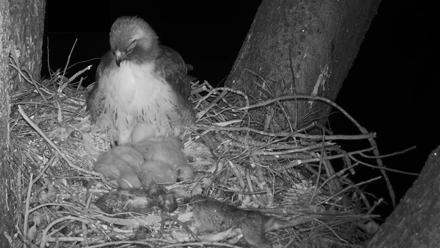 Red-Tailed Hawk Live Webcam - Mar 30, 2026, 10:08pm PDT