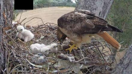 Red-Tailed Hawk Live Webcam - Mar 30, 2026, 9:40am PDT