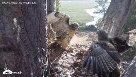 Red-Tailed Hawk Live Webcam - May 19, 2026, 8:21am PDT