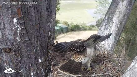 Red-Tailed Hawk Live Webcam - May 15, 2026, 4:27pm PDT