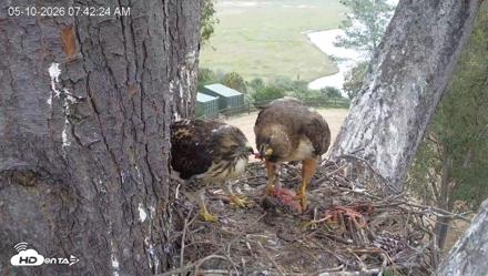 Red-Tailed Hawk Live Webcam - May 10, 2026, 8:45am PDT