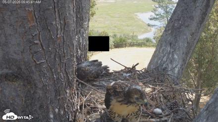 Red-Tailed Hawk Live Webcam - May 7, 2026, 10:48am PDT