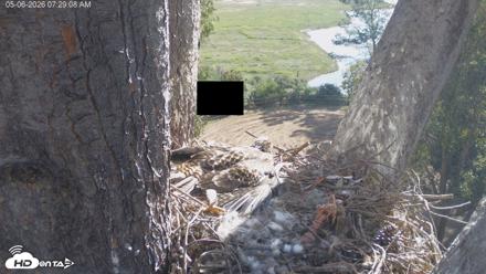 Red-Tailed Hawk Live Webcam - May 6, 2026, 8:30am PDT