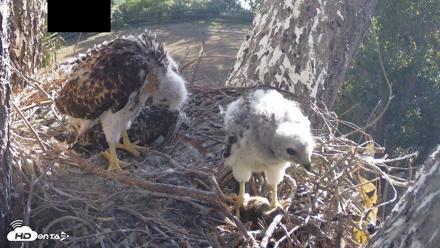 Red-Tailed Hawk Live Webcam - Apr 20, 2026, 8:12am PDT
