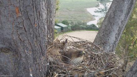 Red-Tailed Hawk Live Webcam - Mar 5, 2026, 8:59am PST