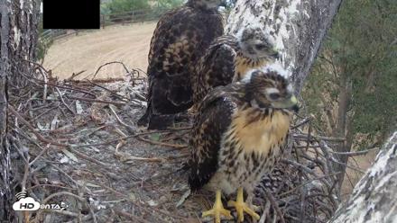 Red-Tailed Hawk Live Webcam - Apr 30, 2026, 6:38pm PDT