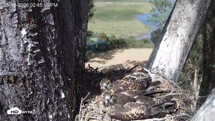 Red-Tailed Hawk Live Webcam - May 14, 2026, 3:49pm PDT