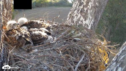 Red-Tailed Hawk Live Webcam - Apr 22, 2026, 6:48am PDT