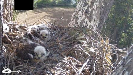 Red-Tailed Hawk Live Webcam - Apr 22, 2026, 8:42am PDT