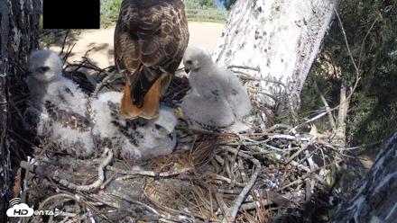 Red-Tailed Hawk Live Webcam - Apr 15, 2026, 3:33pm PDT