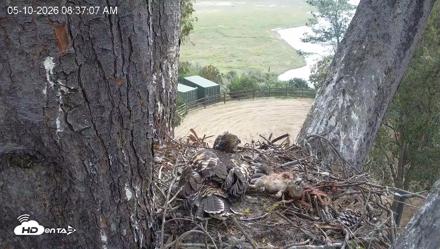 Red-Tailed Hawk Live Webcam - May 10, 2026, 9:38am PDT