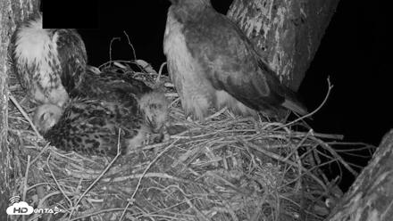 Red-Tailed Hawk Live Webcam - Apr 24, 2026, 4:11am PDT