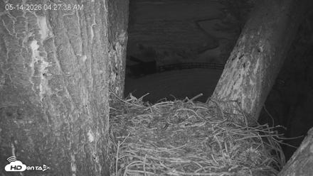 Red-Tailed Hawk Live Webcam - May 14, 2026, 5:31am PDT