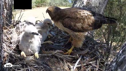 Red-Tailed Hawk Live Webcam - Apr 15, 2026, 12:31pm PDT