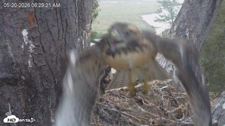 Red-Tailed Hawk Live Webcam - May 20, 2026, 7:32am PDT