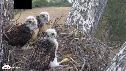 Red-Tailed Hawk Live Webcam - Apr 25, 2026, 9:37am PDT