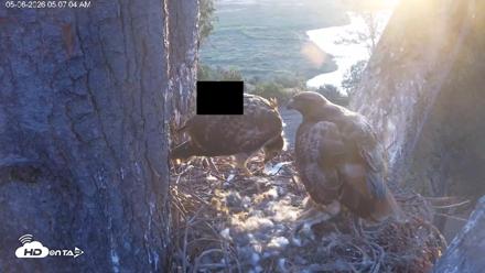 Red-Tailed Hawk Live Webcam - May 6, 2026, 6:10am PDT