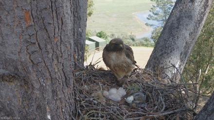 Red-Tailed Hawk Live Webcam - Mar 24, 2026, 12:16pm PDT