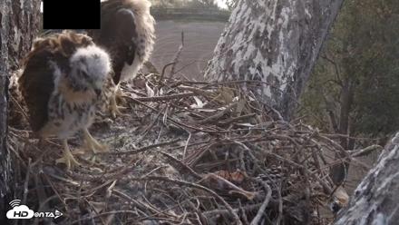 Red-Tailed Hawk Live Webcam - Apr 24, 2026, 5:55am PDT