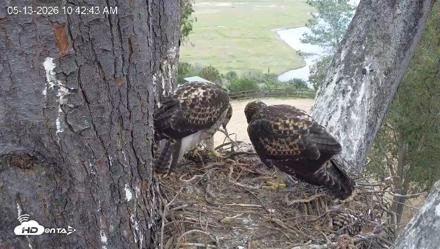 Red-Tailed Hawk Live Webcam - May 13, 2026, 11:46am PDT