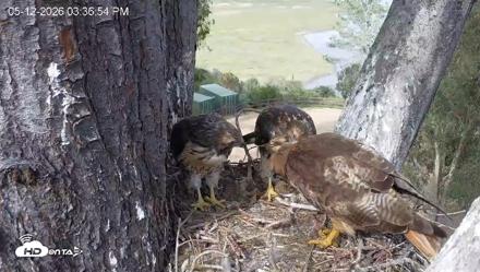 Red-Tailed Hawk Live Webcam - May 12, 2026, 4:37pm PDT