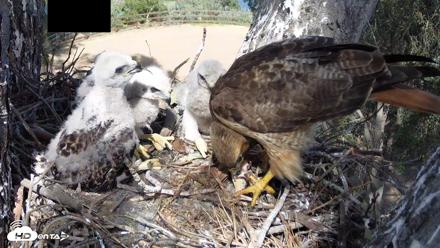 Red-Tailed Hawk Live Webcam - Apr 15, 2026, 3:24pm PDT