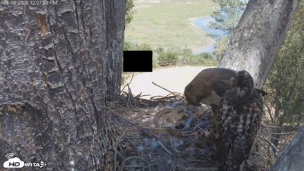Red-Tailed Hawk Live Webcam - May 6, 2026, 1:08pm PDT
