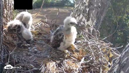 Red-Tailed Hawk Live Webcam - Apr 17, 2026, 8:41am PDT