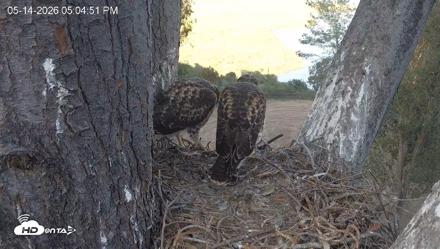Red-Tailed Hawk Live Webcam - May 14, 2026, 6:08pm PDT