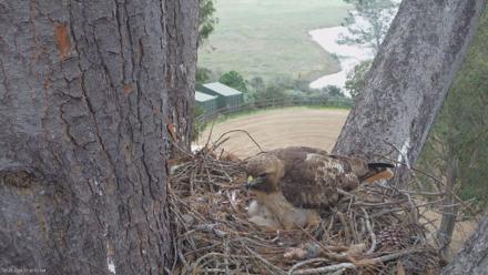 Red-Tailed Hawk Live Webcam - Mar 23, 2026, 8:43am PDT