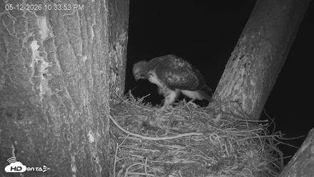 Red-Tailed Hawk Live Webcam - May 12, 2026, 11:37pm PDT