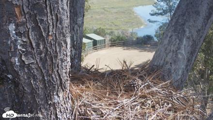 Red-Tailed Hawk Live Webcam - Sep 25, 2026, 10:06am PDT