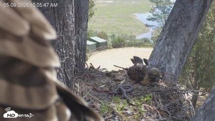 Red-Tailed Hawk Live Webcam - May 9, 2026, 11:06am PDT