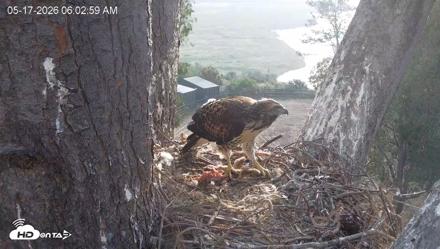 Red-Tailed Hawk Live Webcam - May 17, 2026, 7:03am PDT