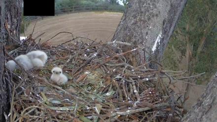 Red-Tailed Hawk Live Webcam - Mar 28, 2026, 6:00pm PDT