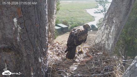 Red-Tailed Hawk Live Webcam - May 16, 2026, 8:06am PDT