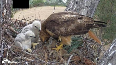 Red-Tailed Hawk Live Webcam - Apr 12, 2026, 3:12pm PDT