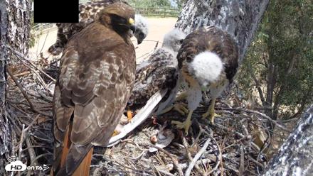 Red-Tailed Hawk Live Webcam - Apr 22, 2026, 12:46pm PDT