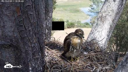 Red-Tailed Hawk Live Webcam - May 5, 2026, 1:02pm PDT