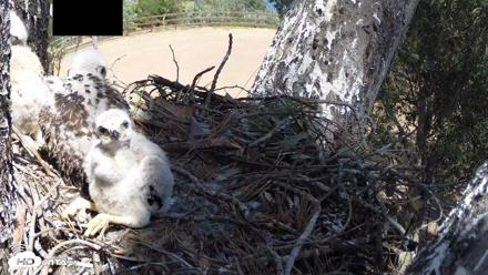 Red-Tailed Hawk Live Webcam - Apr 17, 2026, 2:02pm PDT