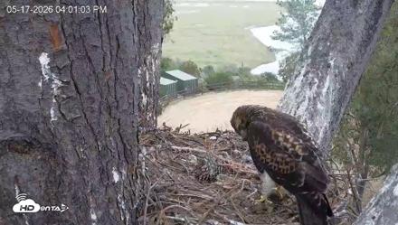Red-Tailed Hawk Live Webcam - May 17, 2026, 5:02pm PDT