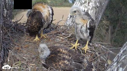 Red-Tailed Hawk Live Webcam - Apr 24, 2026, 3:15pm PDT