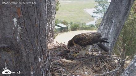 Red-Tailed Hawk Live Webcam - May 18, 2026, 10:57am PDT