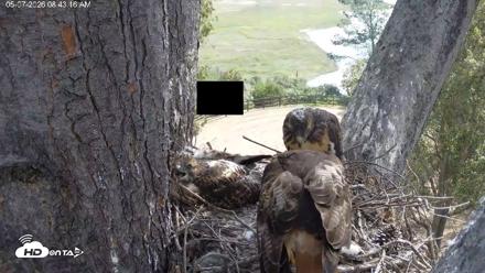 Red-Tailed Hawk Live Webcam - May 7, 2026, 9:46am PDT