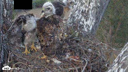 Red-Tailed Hawk Live Webcam - Apr 23, 2026, 6:32pm PDT